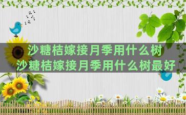 沙糖桔嫁接月季用什么树 沙糖桔嫁接月季用什么树最好